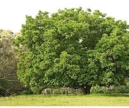 ağaç kişilik analizi 