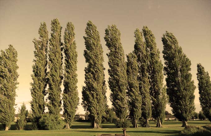 ağaç kişilik analizi 