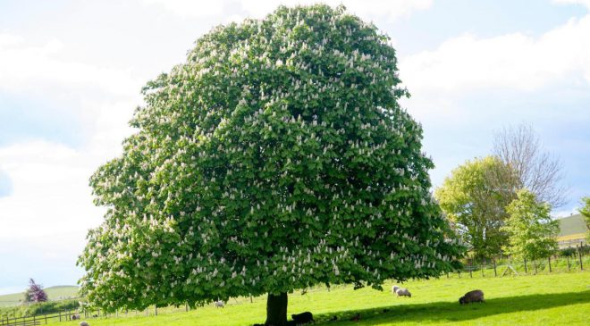 ağaç kişilik testi