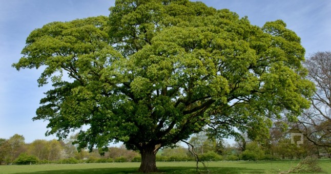 ağaç kişilik analizi 