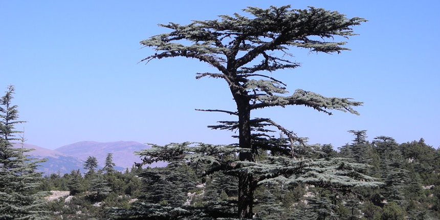 ağaç testi psikoloji