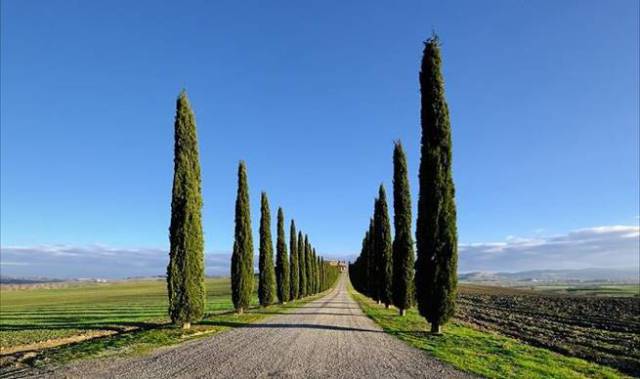 ağaç kişilik testi